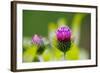 Thistles, Cirsium-Alfons Rumberger-Framed Photographic Print