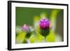 Thistles, Cirsium-Alfons Rumberger-Framed Photographic Print