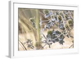 Thistles in Cap Ferret, France-Françoise Gaujour-Framed Photographic Print