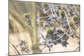 Thistles in Cap Ferret, France-Françoise Gaujour-Mounted Photographic Print