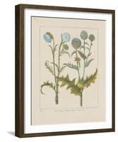 Thistles-Basilius Besler-Framed Giclee Print