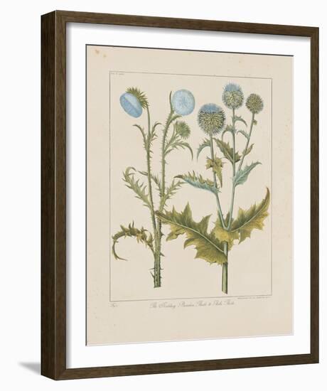 Thistles-Basilius Besler-Framed Giclee Print