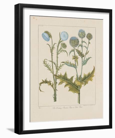 Thistles-Basilius Besler-Framed Giclee Print