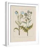 Thistles-Basilius Besler-Framed Giclee Print