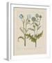 Thistles-Basilius Besler-Framed Giclee Print