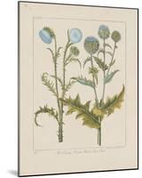 Thistles-Basilius Besler-Mounted Giclee Print