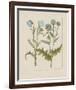 Thistles-Basilius Besler-Framed Giclee Print