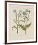 Thistles-Basilius Besler-Framed Giclee Print