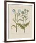 Thistles-Basilius Besler-Framed Giclee Print