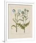 Thistles-Basilius Besler-Framed Giclee Print