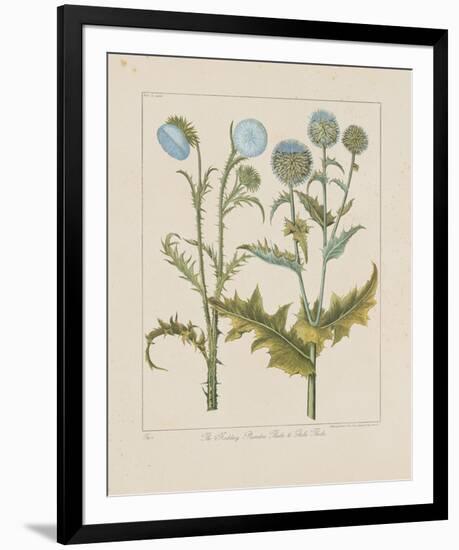 Thistles-Basilius Besler-Framed Giclee Print