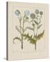 Thistles-Basilius Besler-Stretched Canvas