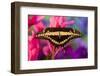 Thoas Swallowtail Butterfly-Darrell Gulin-Framed Photographic Print