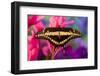 Thoas Swallowtail Butterfly-Darrell Gulin-Framed Photographic Print