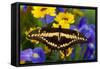 Thoas Swallowtail Resting on Irises and Daisies-Darrell Gulin-Framed Stretched Canvas