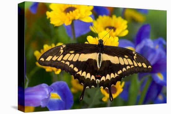 Thoas Swallowtail Resting on Irises and Daisies-Darrell Gulin-Stretched Canvas