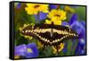 Thoas Swallowtail Resting on Irises and Daisies-Darrell Gulin-Framed Stretched Canvas