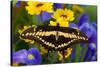 Thoas Swallowtail Resting on Irises and Daisies-Darrell Gulin-Stretched Canvas