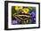 Thoas Swallowtail Resting on Irises and Daisies-Darrell Gulin-Framed Photographic Print