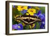 Thoas Swallowtail Resting on Irises and Daisies-Darrell Gulin-Framed Photographic Print
