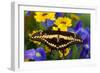 Thoas Swallowtail Resting on Irises and Daisies-Darrell Gulin-Framed Photographic Print