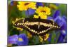 Thoas Swallowtail Resting on Irises and Daisies-Darrell Gulin-Mounted Photographic Print