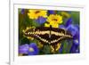 Thoas Swallowtail Resting on Irises and Daisies-Darrell Gulin-Framed Photographic Print