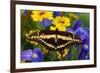 Thoas Swallowtail Resting on Irises and Daisies-Darrell Gulin-Framed Photographic Print