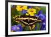 Thoas Swallowtail Resting on Irises and Daisies-Darrell Gulin-Framed Photographic Print