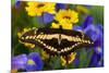 Thoas Swallowtail Resting on Irises and Daisies-Darrell Gulin-Mounted Photographic Print