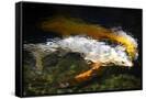 Canvas Black