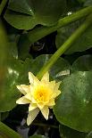 Yellow Water Lily-Thom Morris-Photographic Print