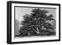 Black Frame