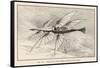 Thomas Alva Edison's Flying Ship the Larger of His Two Projected Flying Machines-null-Framed Stretched Canvas