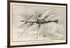 Thomas Alva Edison's Flying Ship the Larger of His Two Projected Flying Machines-null-Framed Art Print