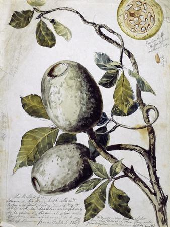 Branch of Buffalo Pear Tree, Showing Fruit and Leaves, 1849