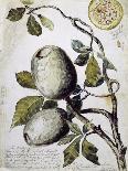 Branch of Buffalo Pear Tree, Showing Fruit and Leaves, 1849-Thomas Baines-Giclee Print