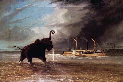Elephant in Shallow Waters of Shire River, 1859