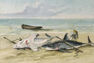 Man Measuring Two Dead Sharks on a Beach, Walvis Bay, Namibia, 1861