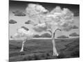 Wood Mount