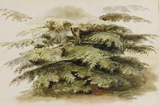 A Study of a Cedar Tree at Merton, 1802 (Watercolour, Graphite)-Thomas Baxter-Stretched Canvas