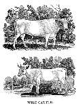 British Wild or Park Cattle, 1790-Thomas Bewick-Giclee Print