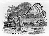 Heron, Illustration from 'A History of British Birds' by Thomas Bewick, First Published 1797-Thomas Bewick-Giclee Print