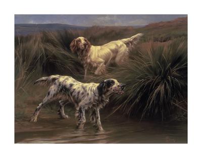 English Setters in a Marshland
