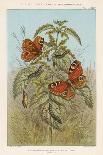 Metamorphoses of the Peacock Butterfly, 1888-Thomas Brown-Giclee Print