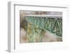 Thomas Creek Bridge, Oregon, USA. The Thomas Creek Bridge on the Oregon coast.-Emily Wilson-Framed Photographic Print