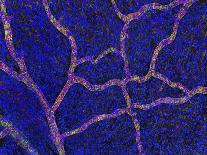 Glial Cells, Confocal Light Micrograph-Thomas Deerinck-Framed Premium Photographic Print