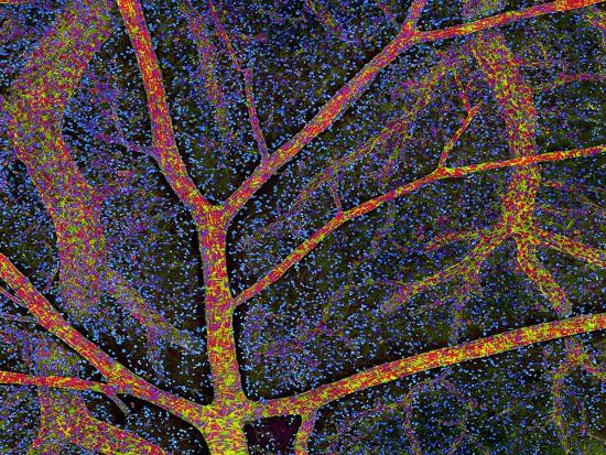 Photographic Print, , large