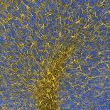 Glial Cells, Confocal Light Micrograph-Thomas Deerinck-Premium Photographic Print