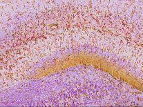 Synapse Nerve Junction, TEM-Thomas Deerinck-Photographic Print